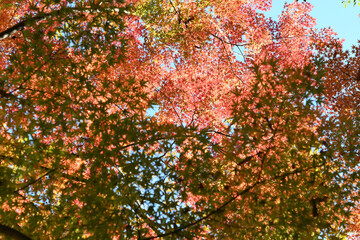 紅葉したもみじ