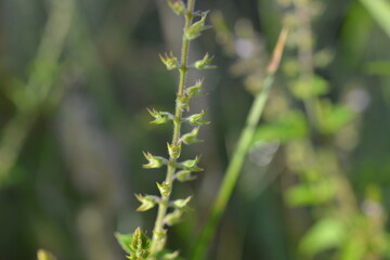 Close-up Mosla scabra. Beautiful buds.