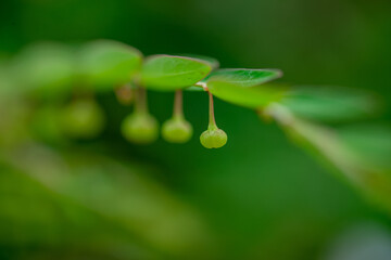 Close-up Phyllanthus ussuriensis Rupr et Maxim fruits and leaves.