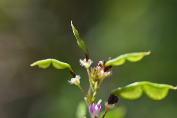 Close-up Hylodesmum podocarpum. Flowers and pods.