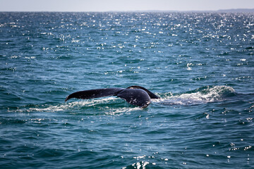 Fototapeta premium The tail of a humpback whale in the blue water of the coast of Australia