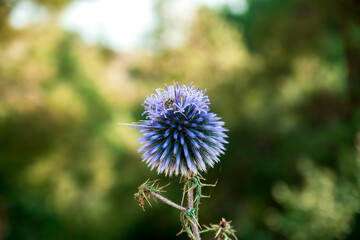Vertical shot of a bee pollinating the echinops flower, Selective focus flower