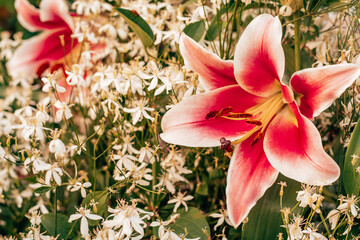 Wonderful rose pink and white yellow bush Altari OT-hybrid lily flower and white clematis with stamens green leaves in garden nature outdoor blurred smooth background. Day morning bright solar glare