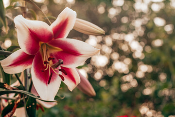 Wonderful rose pink and white Altari OT-hybrid yellow bush lily flower with stamens and green...