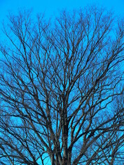 冬の青空と枯れ木の欅