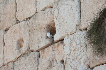 A black and white dove perches on a rock outcrop in a stone of the Western Wall in the Old City of...