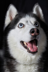 Siberian husky dog face on black background.