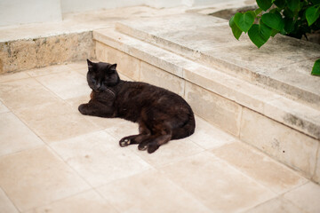 Portrait Of A Black Cat Sitting On The Floor Of A House