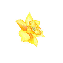 Fototapeta premium Yellow daffodil flower isolated on white. Hand drawing watercolor illustration. Beautiful bud for print or spring design.