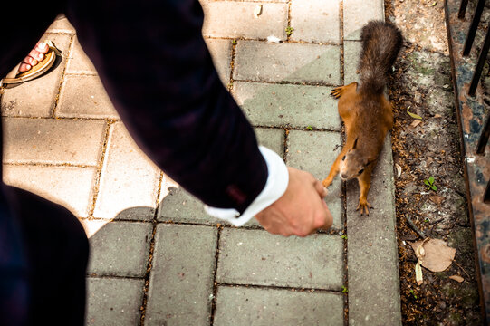 The Guy Feeds Lint-free Squirrels With Pine Nuts With His Hands