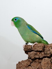 Augenring-Sperlingspapagei (Forpus conspicillatus) in der Voliere.