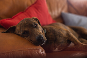 Dog sleeping on a leather couch. Selective focus.