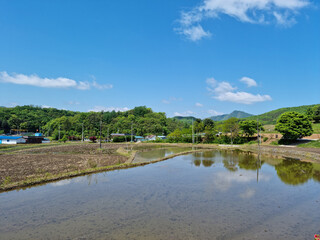 Fototapeta na wymiar Rice paddies full of water on countryside background