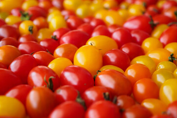 Variety of colorful organic tomato background