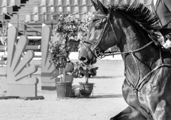 Horse and rider in uniform, black and white. Beautiful black horse portrait during Equestrian sport...