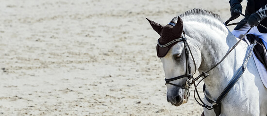 Horse and rider in uniform, black and white. Beautiful white horse portrait during Equestrian sport...