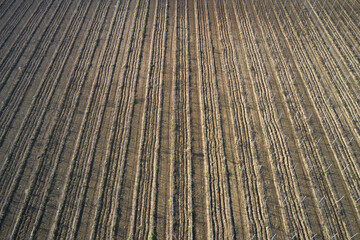 Plowed land for planting grapes top view. Brown plantation vineyard aerial view. Texture of brown rows of vineyard in Italy. Rows of a young vineyard aerial view.
