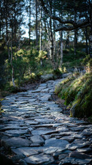 Hiking trail leading to the top of the Preikestölen
