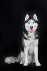 Studio portrait on black background smiling Siberian husky dog with blue eyes.