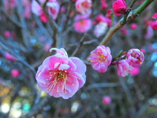 八重咲の紅梅の花
