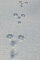 Animal tracks in the snow in the forest