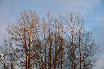 aspen trees in the evening light at winter