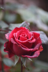 Rote Rose  - 485507469