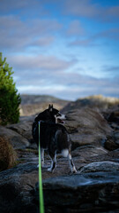 Siberian Husky in Skandinavia