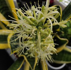 blooming beautiful indoor plant sansevieria, pike tail flower