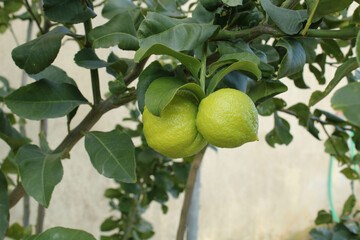 ripe yellow lemon attached to the branch with green leaves. natural and organic fruit seen close up with blurred background.