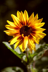 Sonnenblume - 485508232