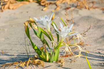 Sea daffodil on Elafonisi beach. Crete, Greece