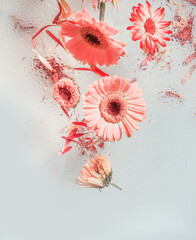 Flying pink gerbera flowers with water drops at white background. Levitation concept with beautiful...