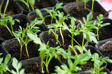 Young green seedlings in small pots. Selective focus.