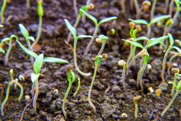 Young small seedlings in a greenhouse. Selective focus
