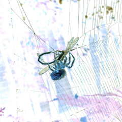 spider kills and eats dragonfly
