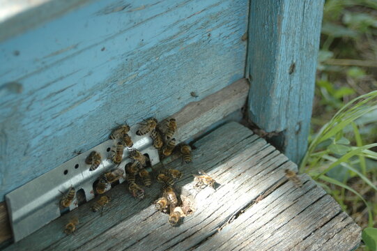 bees entering beehive