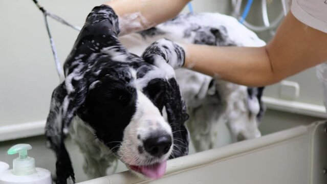 Side view of black and white Spaniel in love with hand massage in dog spa bath