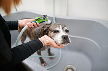 High angle view of an unrecognizable woman bathing an old boxer dog in a professional bathtub in a dog grooming salon
