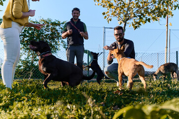 low angle view of a group of dog trainers working with their dogs on a sunny afternoon in the park