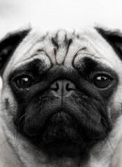 Pug