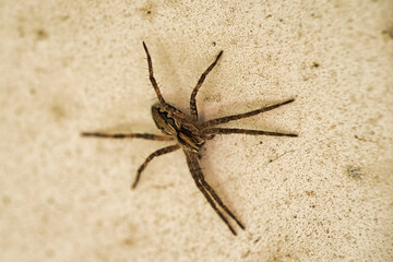 Pisaura mirabilis garden spider in brown. long legs, Nursery web spider. Focus on spider, stone background
