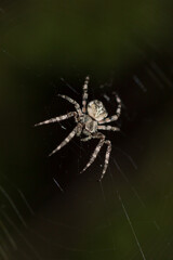 The European garden spider (lat. Araneus diadematus), of the family Araneidae. Central Russia.