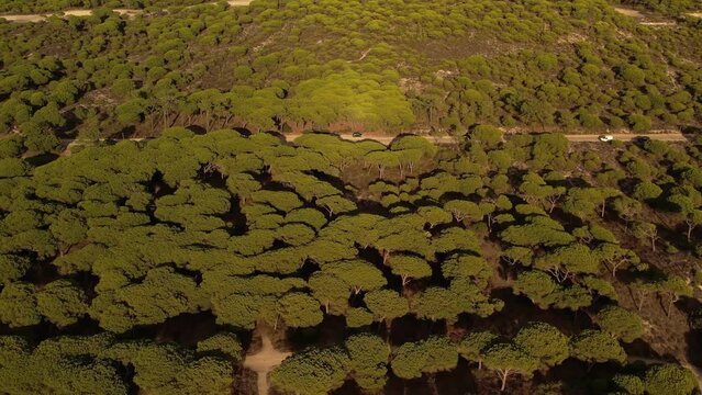 Flying Above Forest of Setubal, Portugal