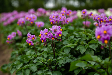 Fototapeta premium Close up purle flower of potato crop