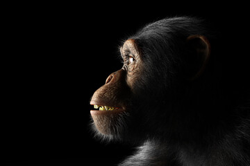 Chimpanzee monkey face portrait on black © Photocreo Bednarek