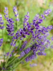 Obraz premium Blurry photo. A bouquet of wild lavender and fragrant herbs on a sunny summer day.