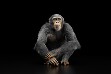 Chimpanzee monkey portrait on black © Photocreo Bednarek
