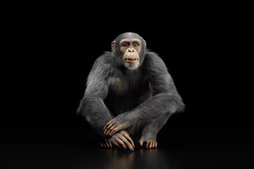  Chimpanzee monkey portrait on black © Photocreo Bednarek