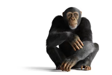  Chimpanzee monkey isolated on white © Photocreo Bednarek